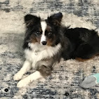 Images Dog Pawpa K9 Connection