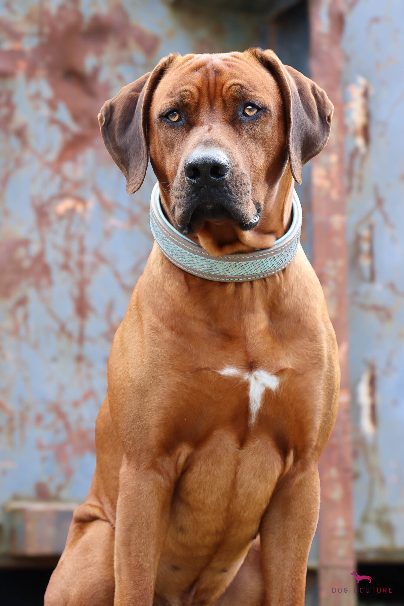 Dog Couture by Lisa in Eppstein