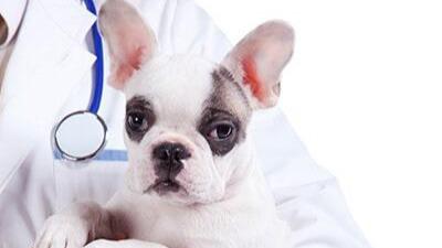 Images Veterinaria Pets-Bet
