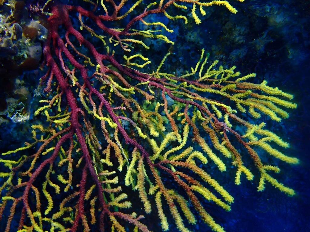 Images CENTRE D'IMMERSIÓ CAP DE CREUS