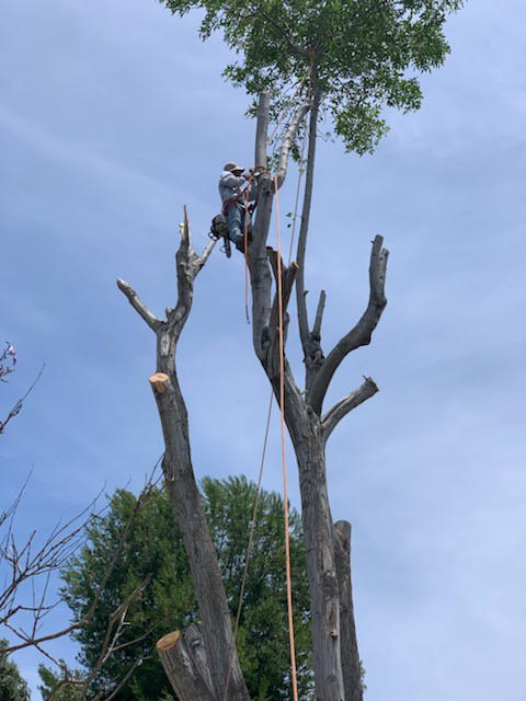 Alex Tree Service - Tree trimming