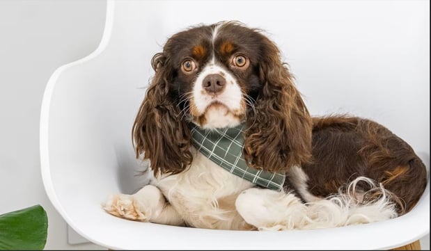 Images Adora Perfect Pups