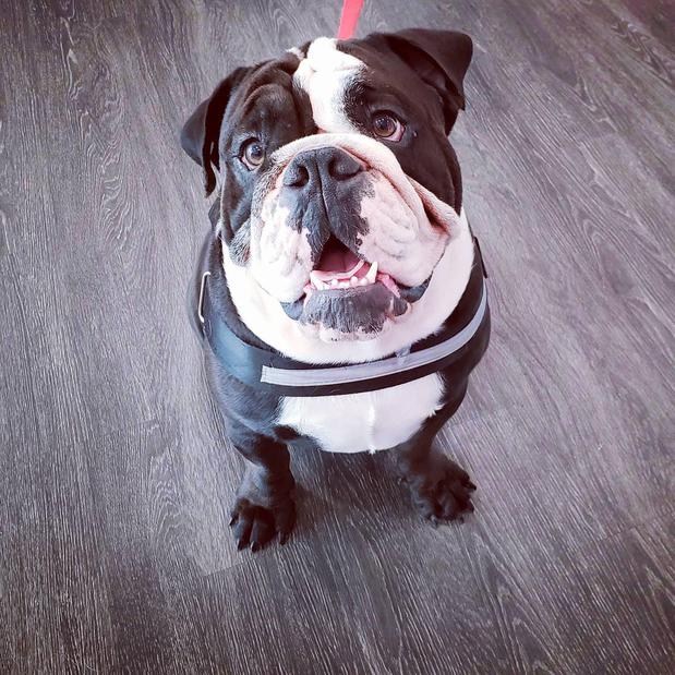 Images Woof Gang Bakery & Grooming Round Rock