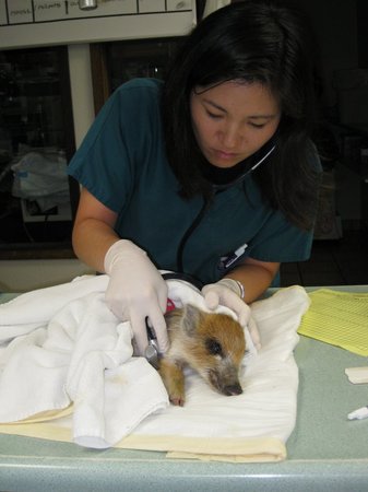 Images VCA Kaneohe Animal Hospital