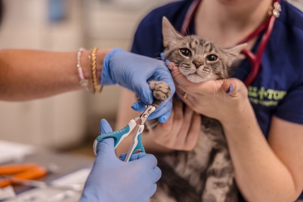 Hill Top Animal Hospital Image