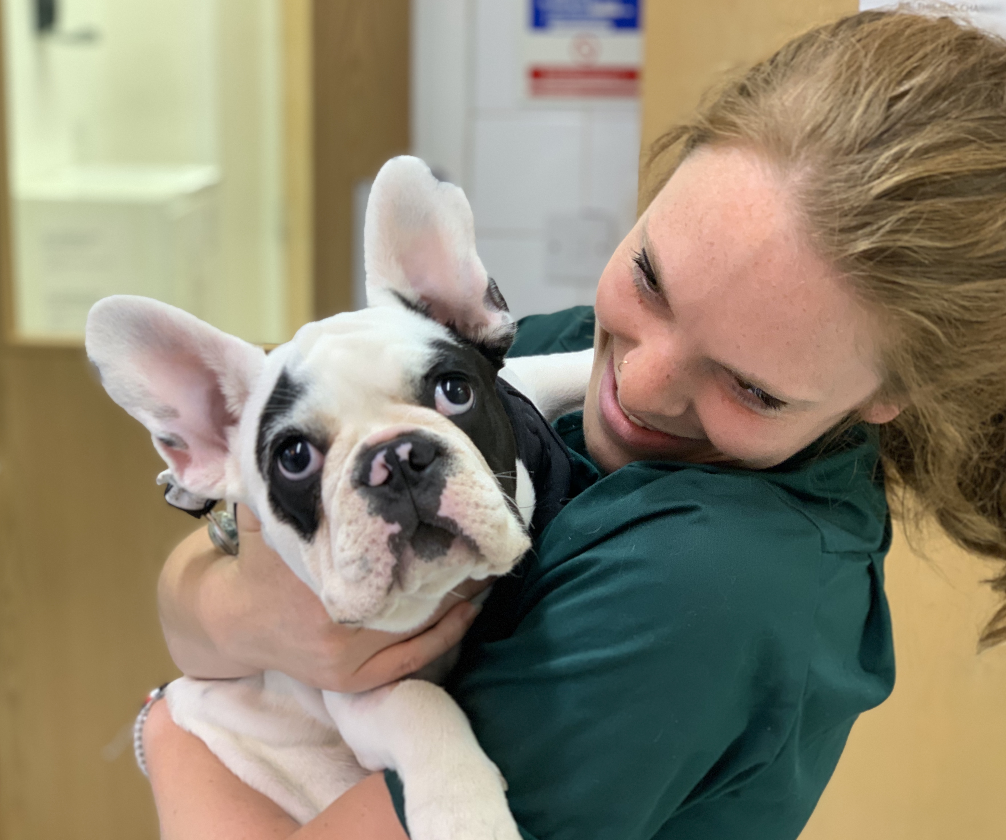 Images Streatham Hill Veterinary Surgery