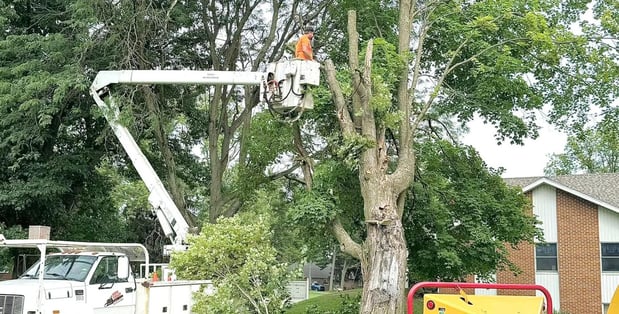 Images Home Grown Tree Care, LLC