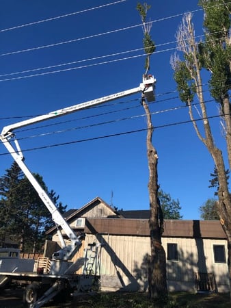 Images McMillan Tree Service
