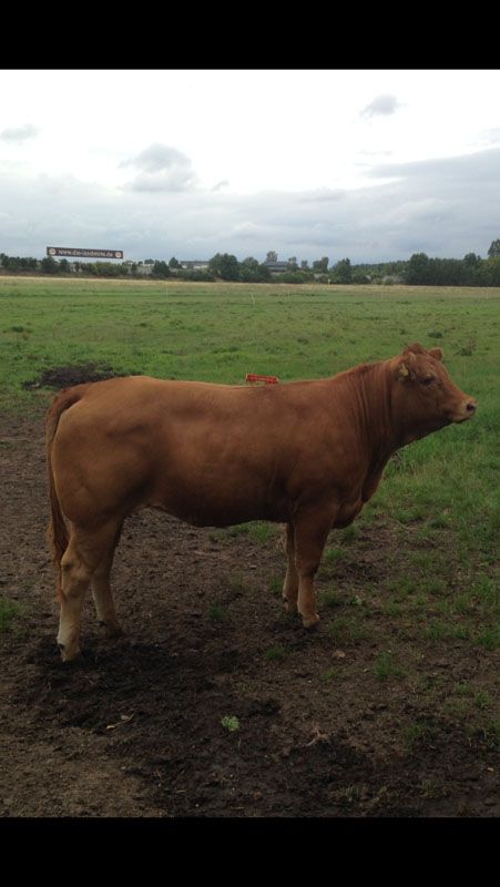 Torsten Laake Linther Limousinzucht, Ringstraße 38A in Linthe