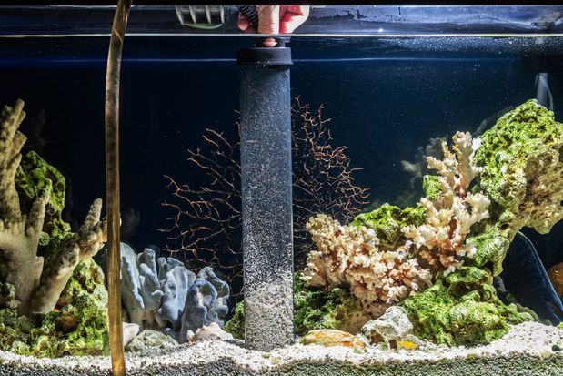 Images OCD Reefs