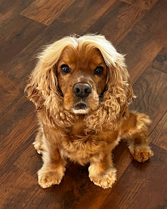 Images Doggie-Do's LLC