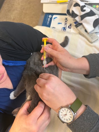 Images VCA Southeast Portland Animal Hospital