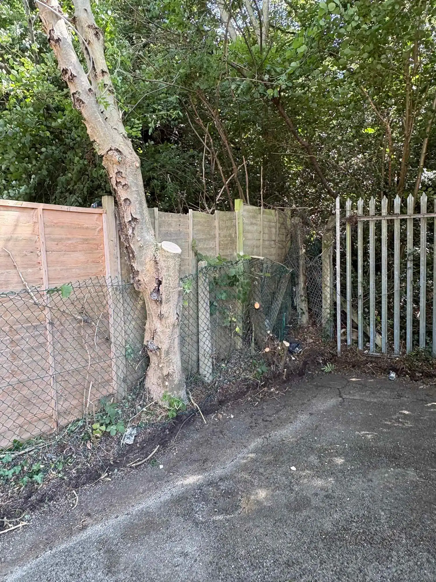 Images Arborist Tree Surgeons
