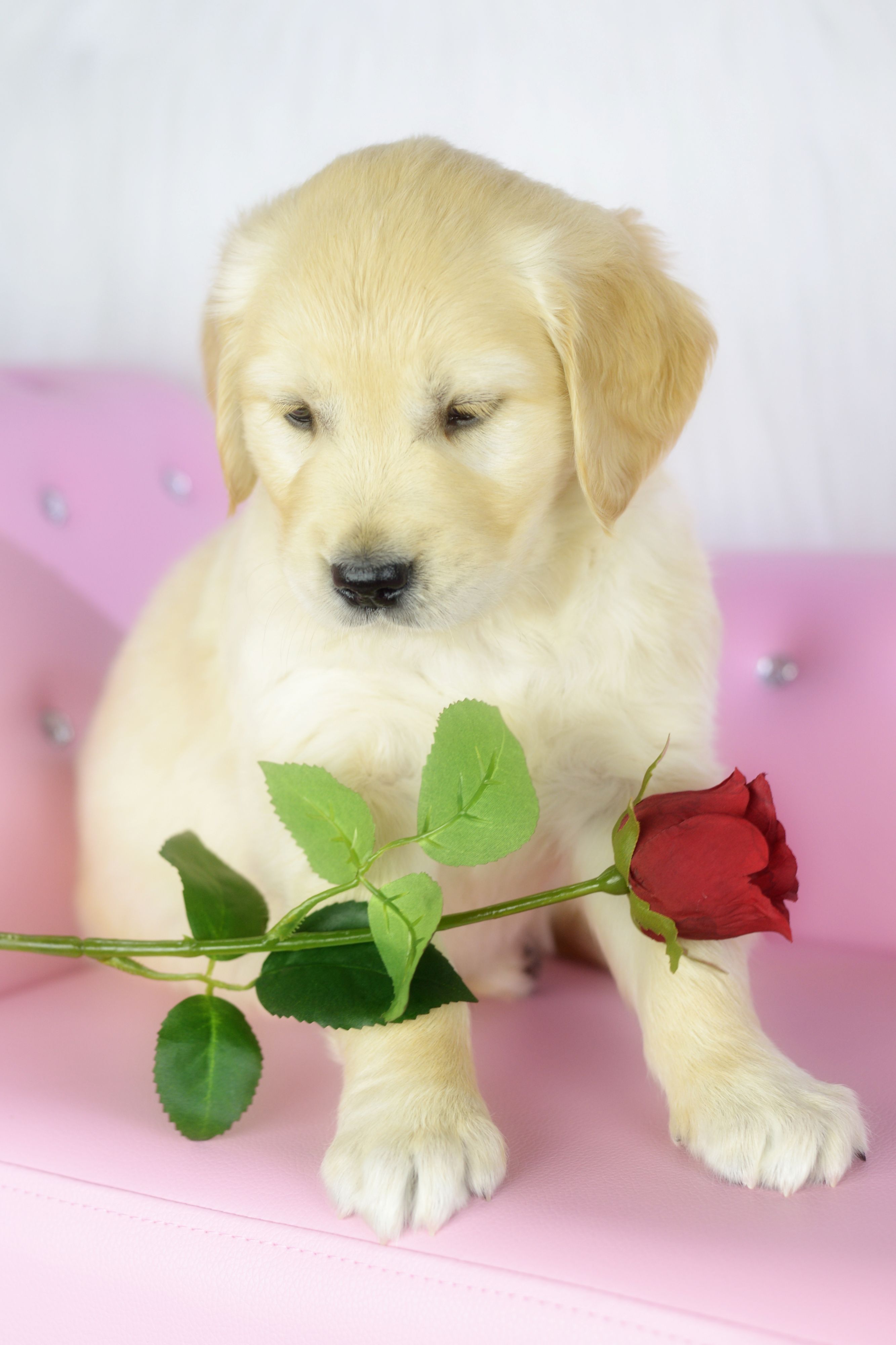 Bild 33 von DieHaustierSeite - Uschi Kasbauer