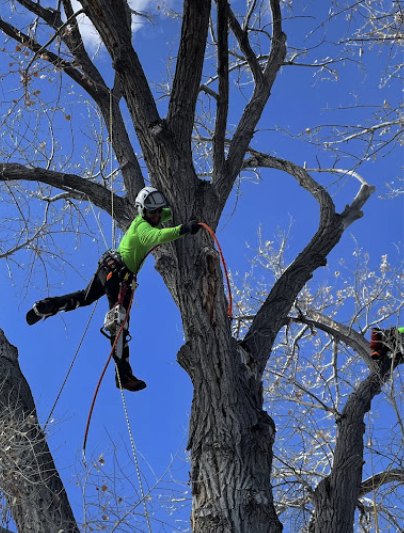 Wilson's Tree Service is a tree removal service company in Red River, NM.