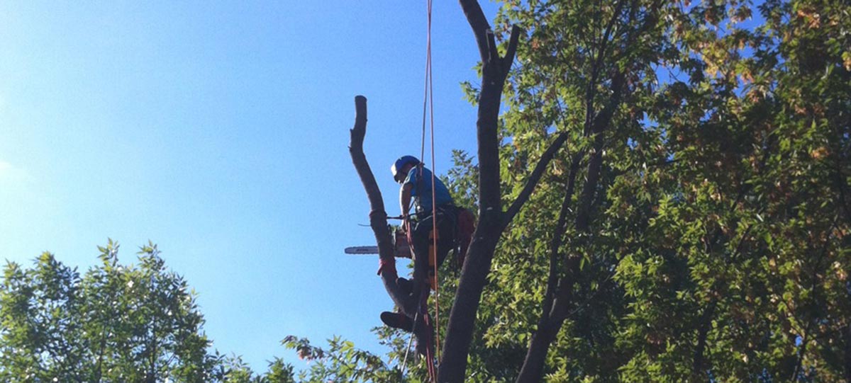 Images Canopée Service d'Arboriculture