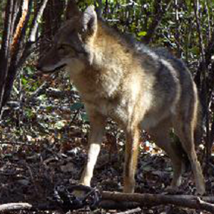 Coyote Animal Control Specialists Inc Wauconda (847)827-7800