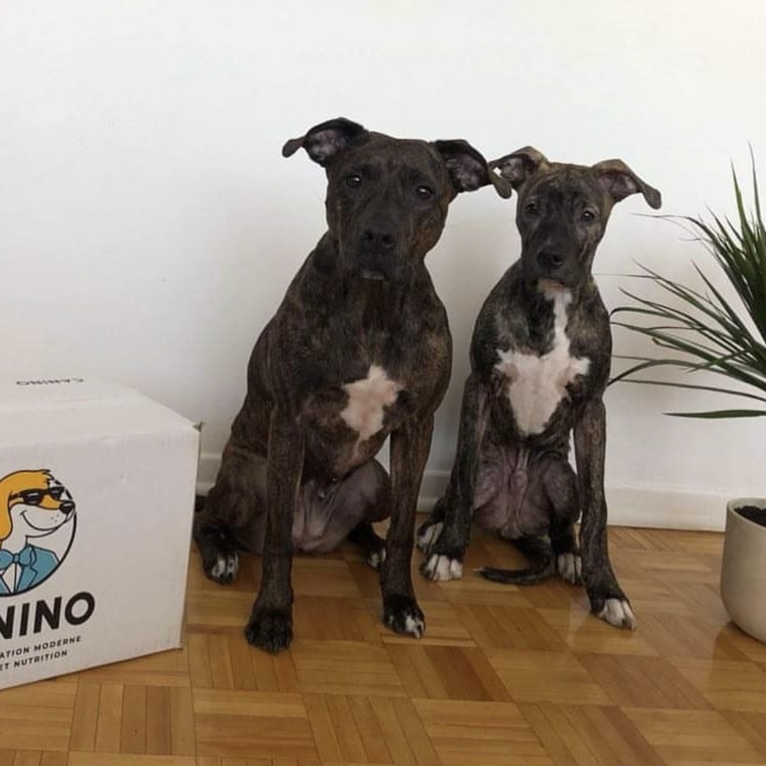 Images Canino