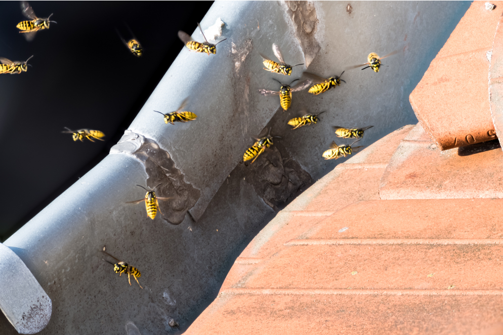 Wespen Experten Basel Wespennest entfernen, Feldbergstrasse 80 in Basel