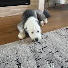 Images Dog Pawpa K9 Connection