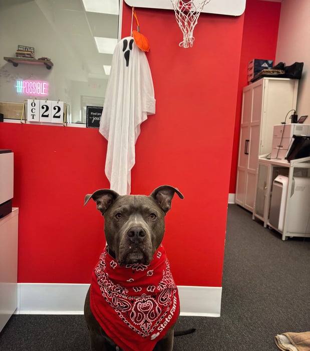 Images Sasha Buerano - State Farm Insurance Agent