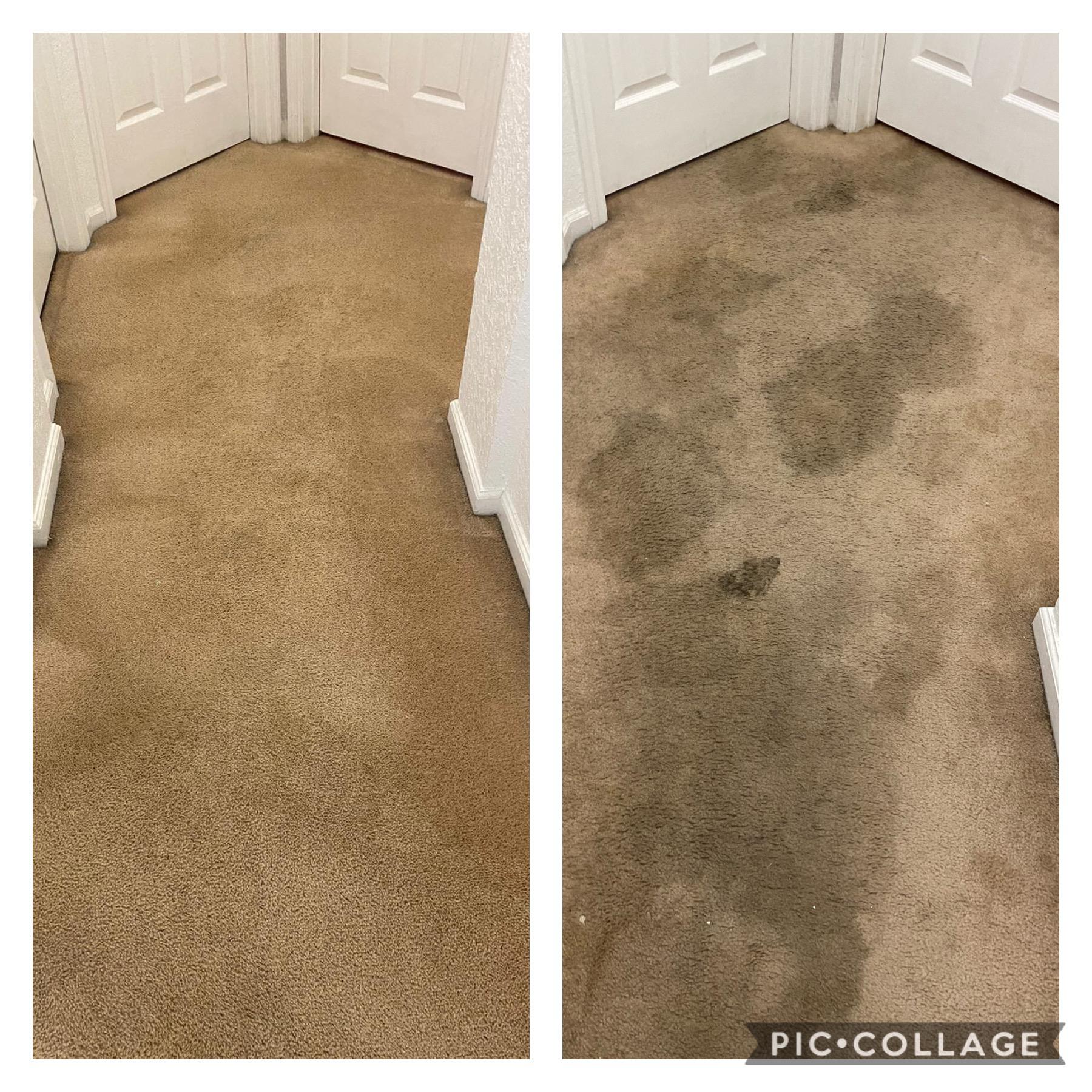 before and after carpet cleaning in alafaya