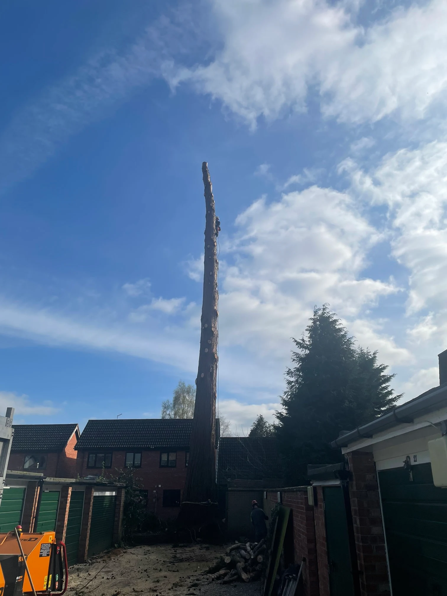 Images Tree Wise Men Warwickshire Ltd