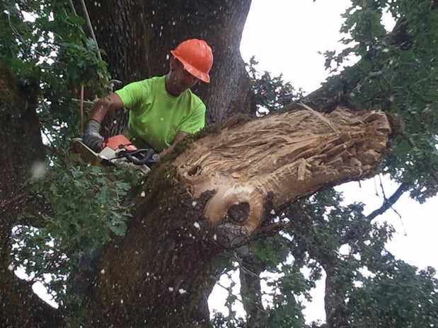 Images Aspen Tree Service, LLC