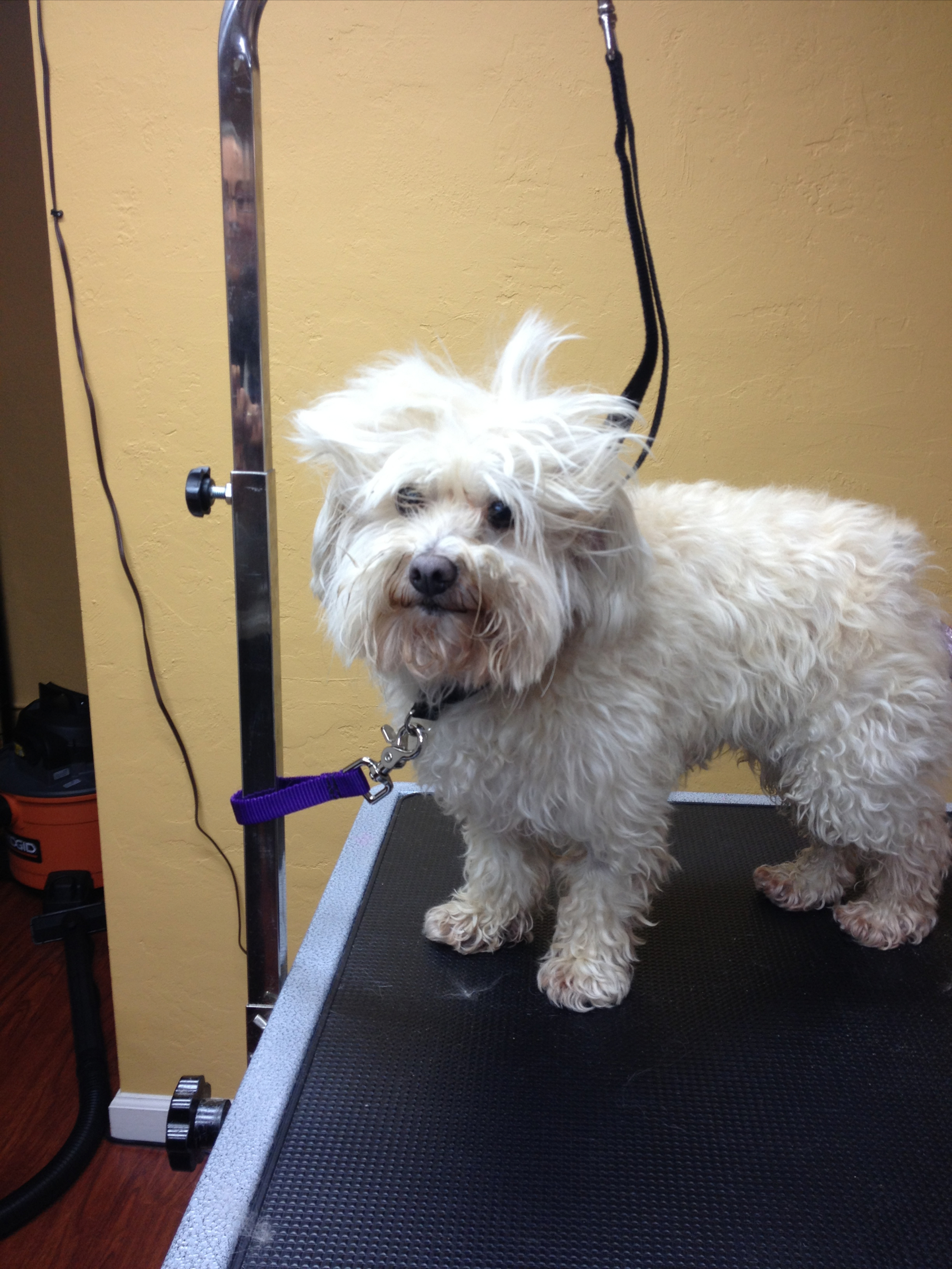 Mindy looked like an old lady before her grooming.