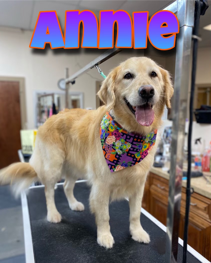 A golden retriever named Annie stands on a grooming table, wearing a colorful bandana. The dog is facing the camera with its tongue out and appears happy. The background shows a grooming salon with cabinets and supplies.