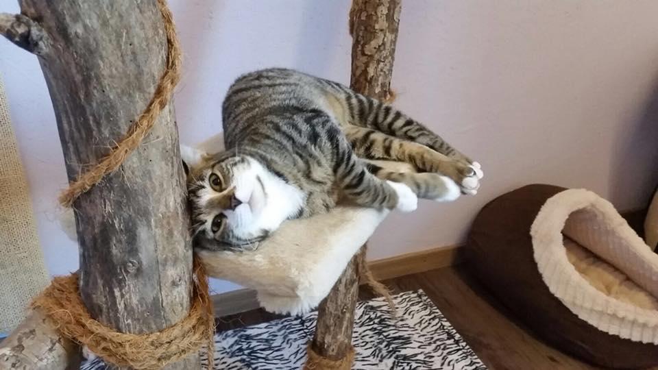 Tierhotel 5 Stern, Grienackerweg 3 in Niedergösgen