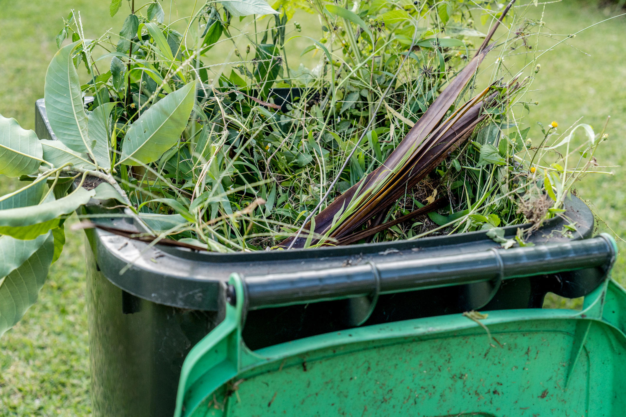 You can also call us to come down and clean up any to all messes from fall and spring environment such as leaf's, branches and even trash.