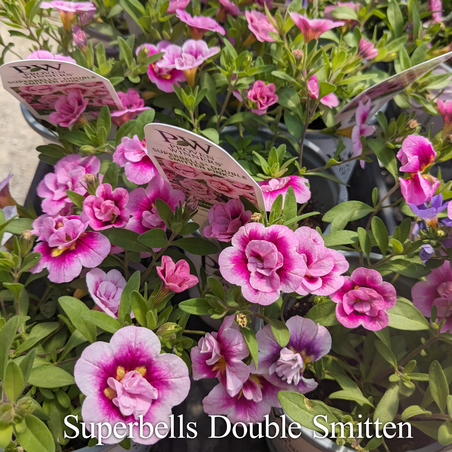 Superbells Double Smitten Pink