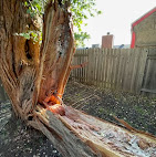 Alliance Tree Care Image