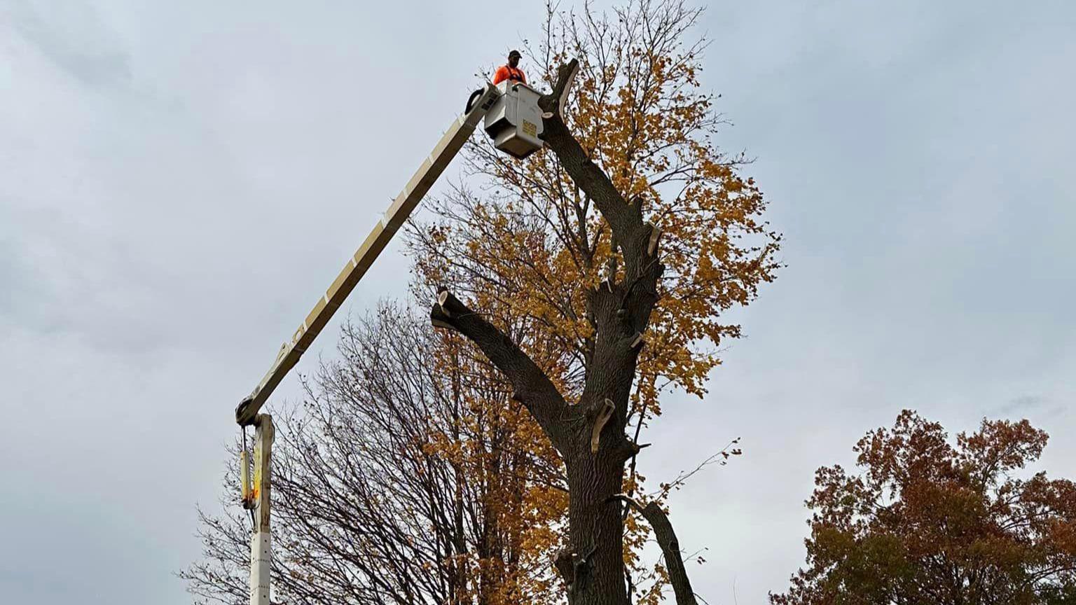 At S&P Tree Professionals, we are dedicated to delivering top-notch tree services that encompass tree maintenance, removal, and more. Our skilled team is committed to enhancing the health and aesthetics of your trees, providing prompt and reliable service to meet your tree care needs.