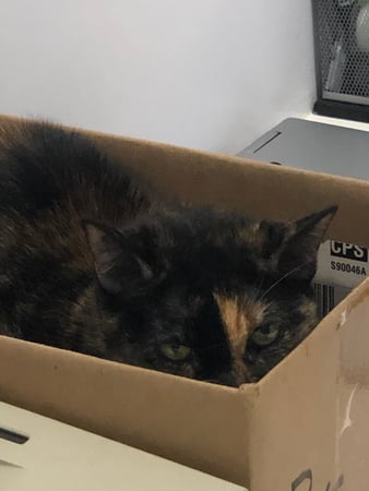 Images Melrose La Brea Animal Hospital