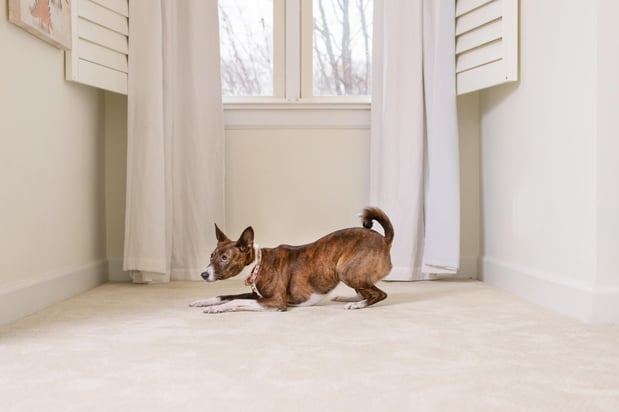 Images Carine Chem-Dry