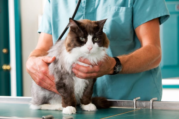 Images Banfield Pet Hospital
