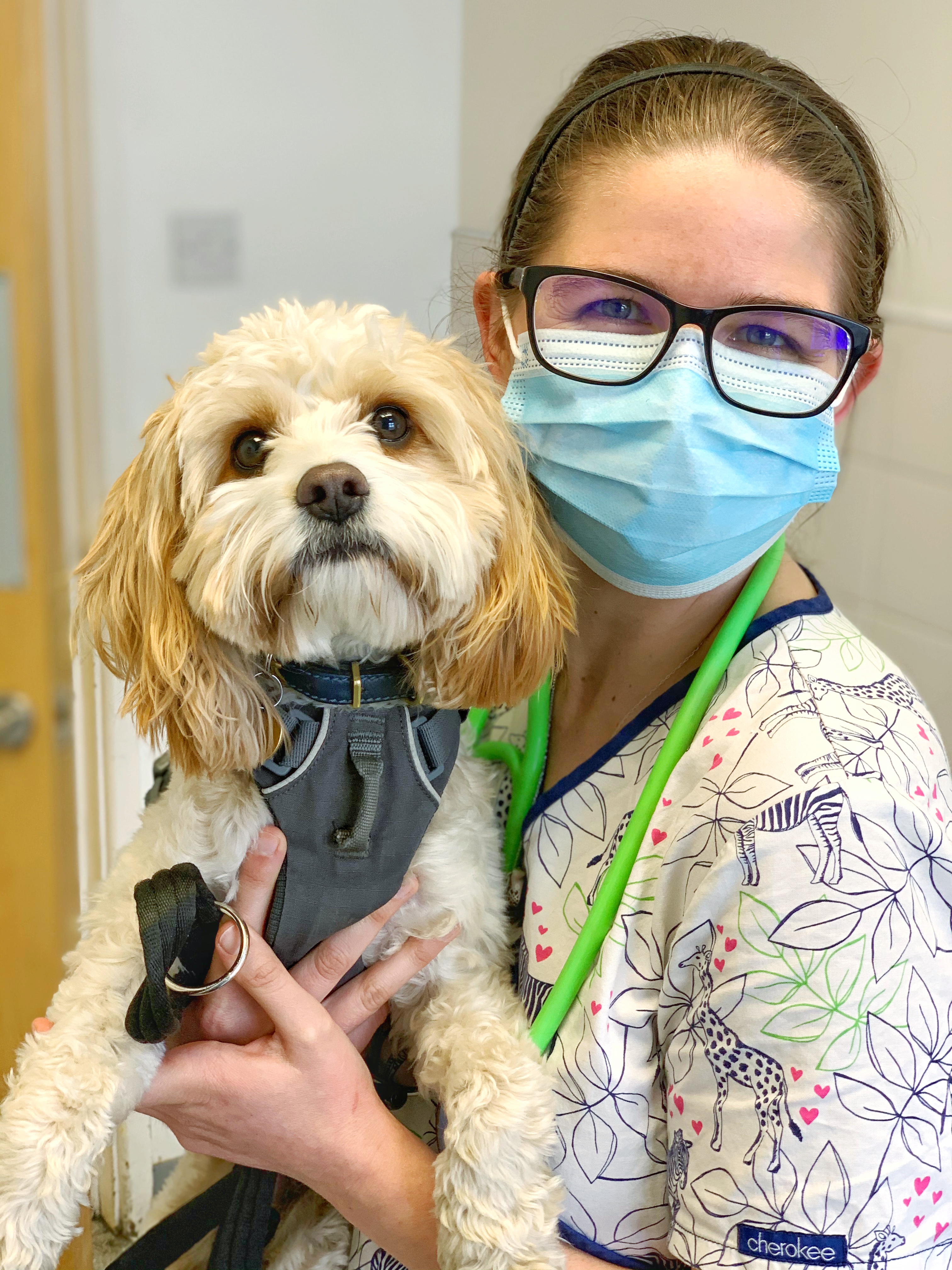 Images Streatham Hill Veterinary Surgery