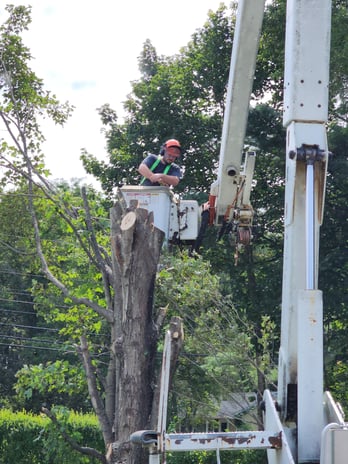 Images Oakes Tree Service & Rubish Removal