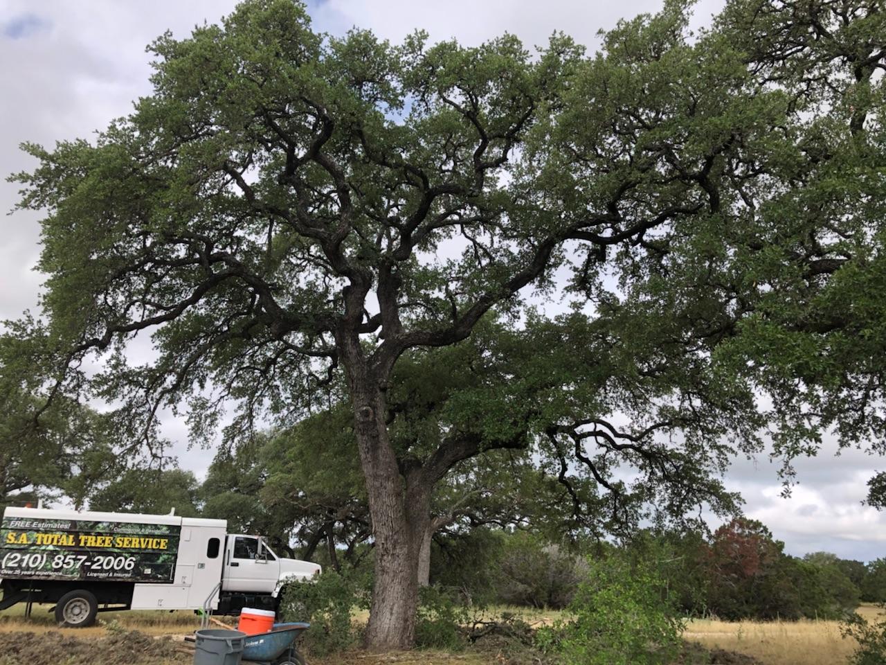 SA Total Tree Service Photo