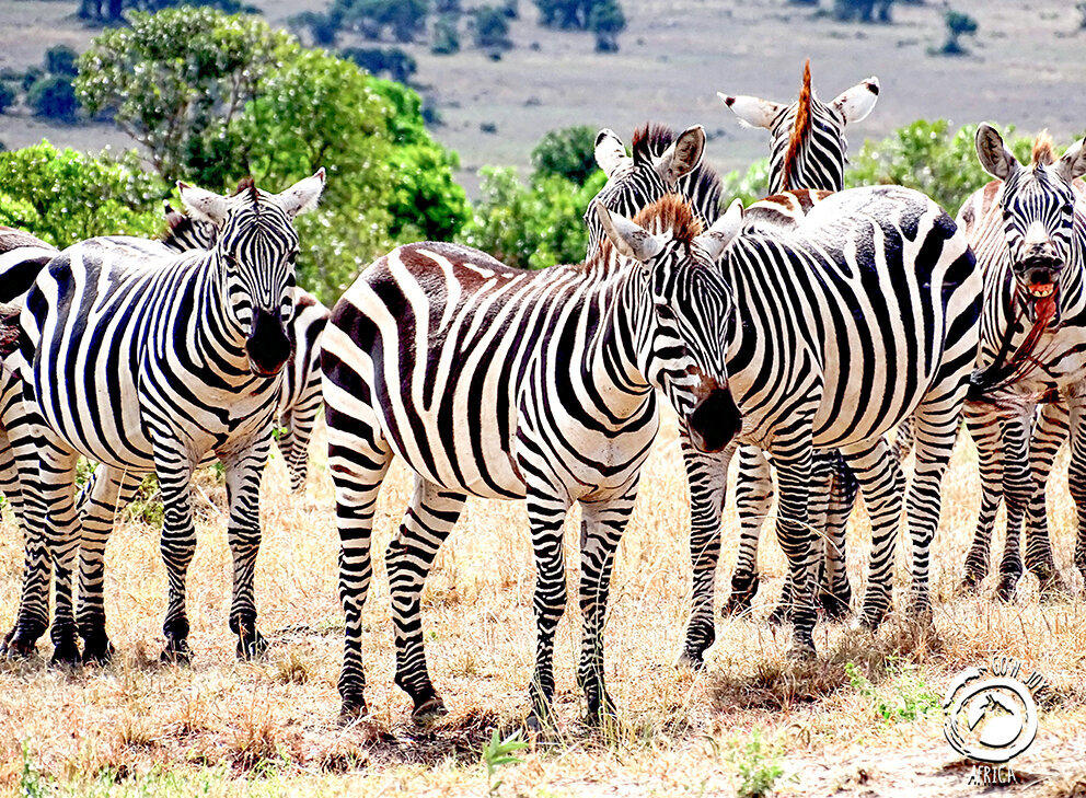 Go n joy Africa, Hönower Straße 35 in Berlin