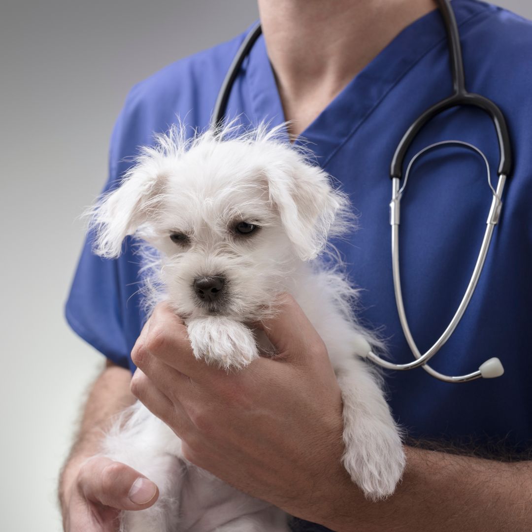 Images Vet & Cie Brossard | Vétérinaire indépendant & québécois, Toilettage, Parc canin, Urgences chiens et chats | Montérégie