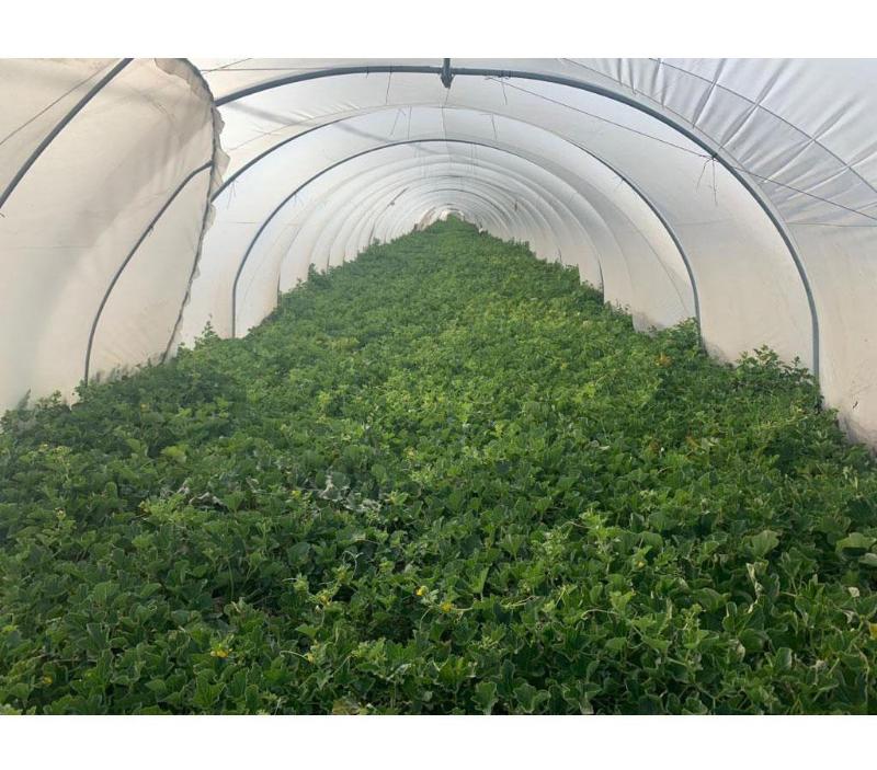 Images Azienda Agricola F.lli Lo Giudice