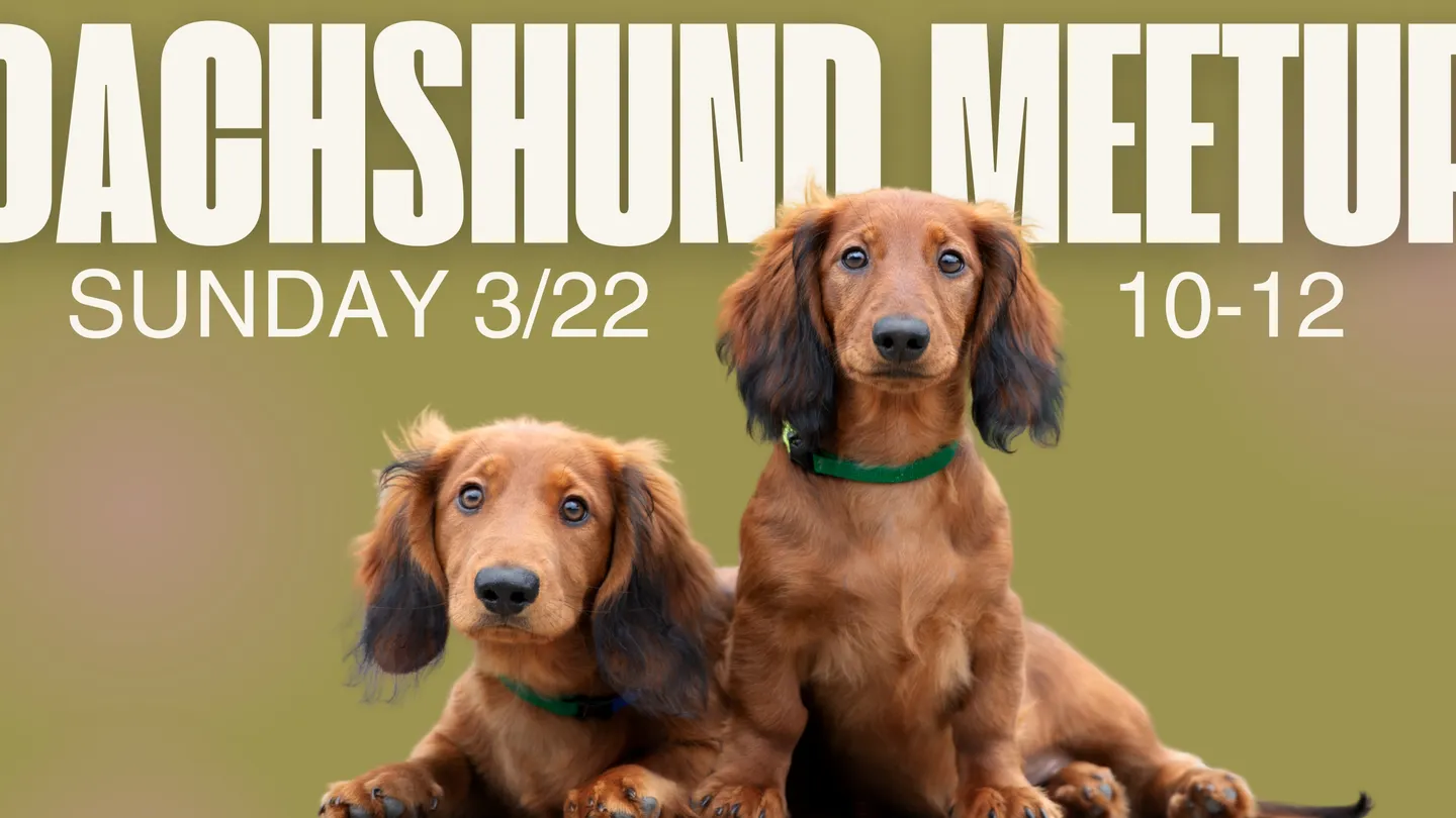 Image of Local Pet Event Dachshund Meetup & Pup Cup Bar (10AM–12PM) Nearby