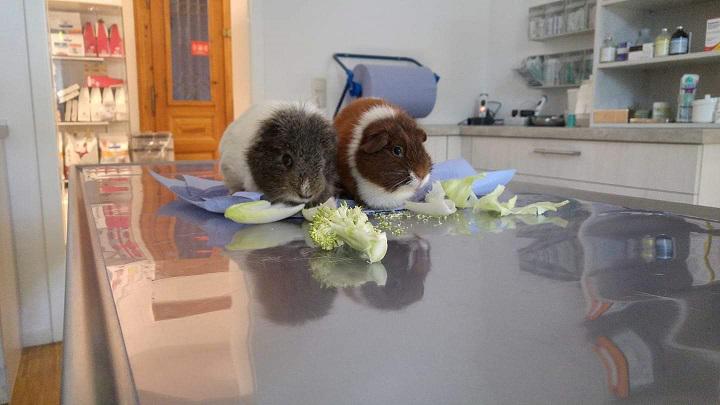 Tierarztpraxis an der Elster, Industriestr.  31 in Leipzig