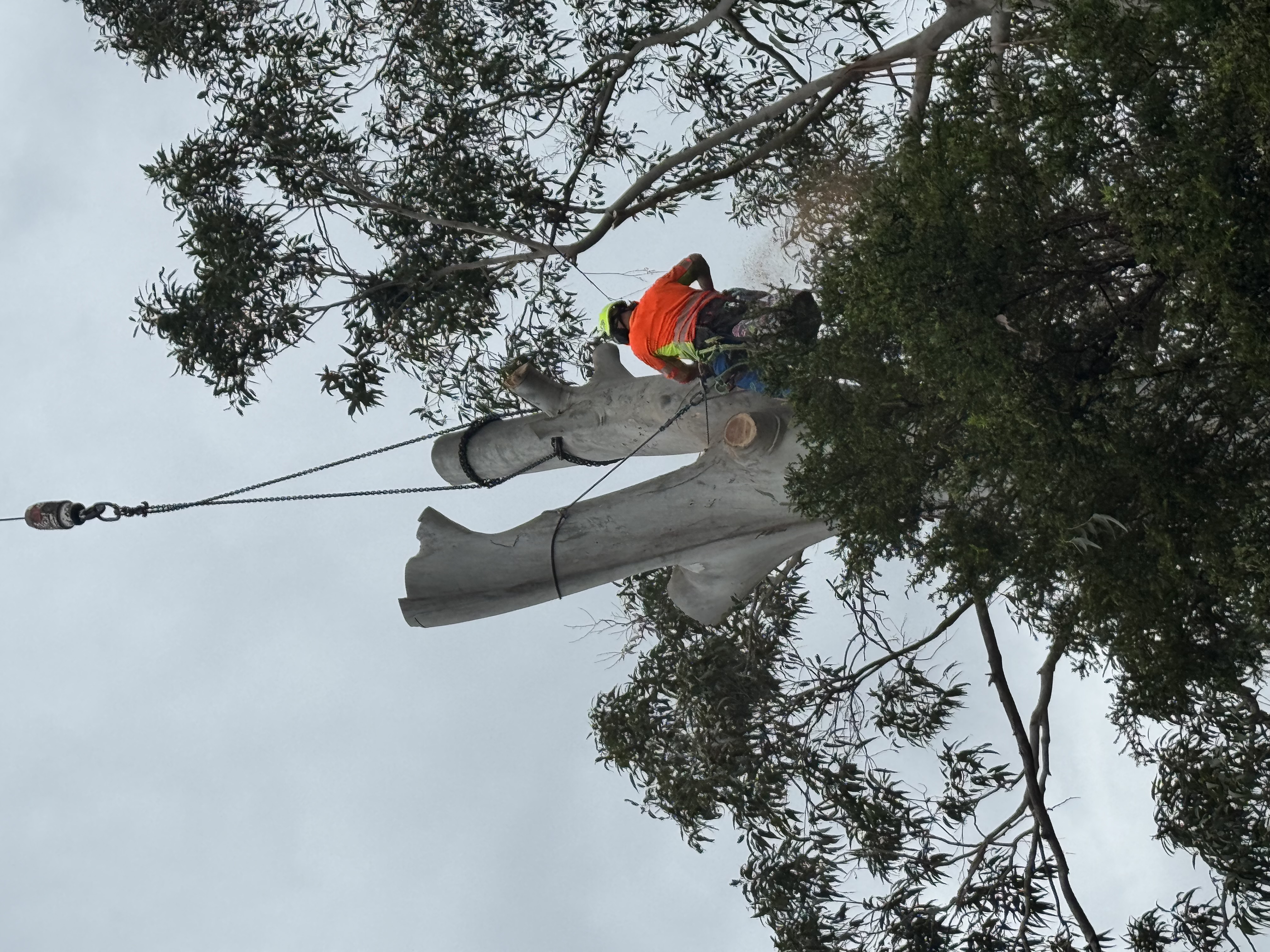 Images Above All Tree Services