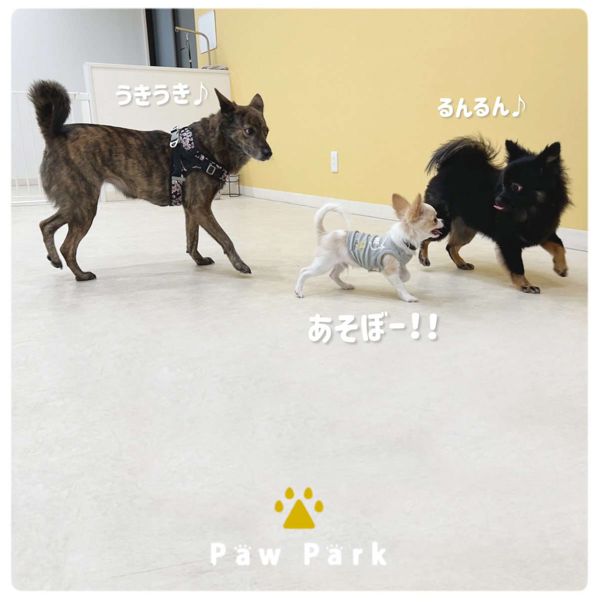 Images PawPark 犬のようちえん 高槻店