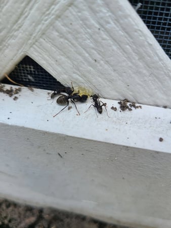 Images Green Planet Pest Control, Inc
