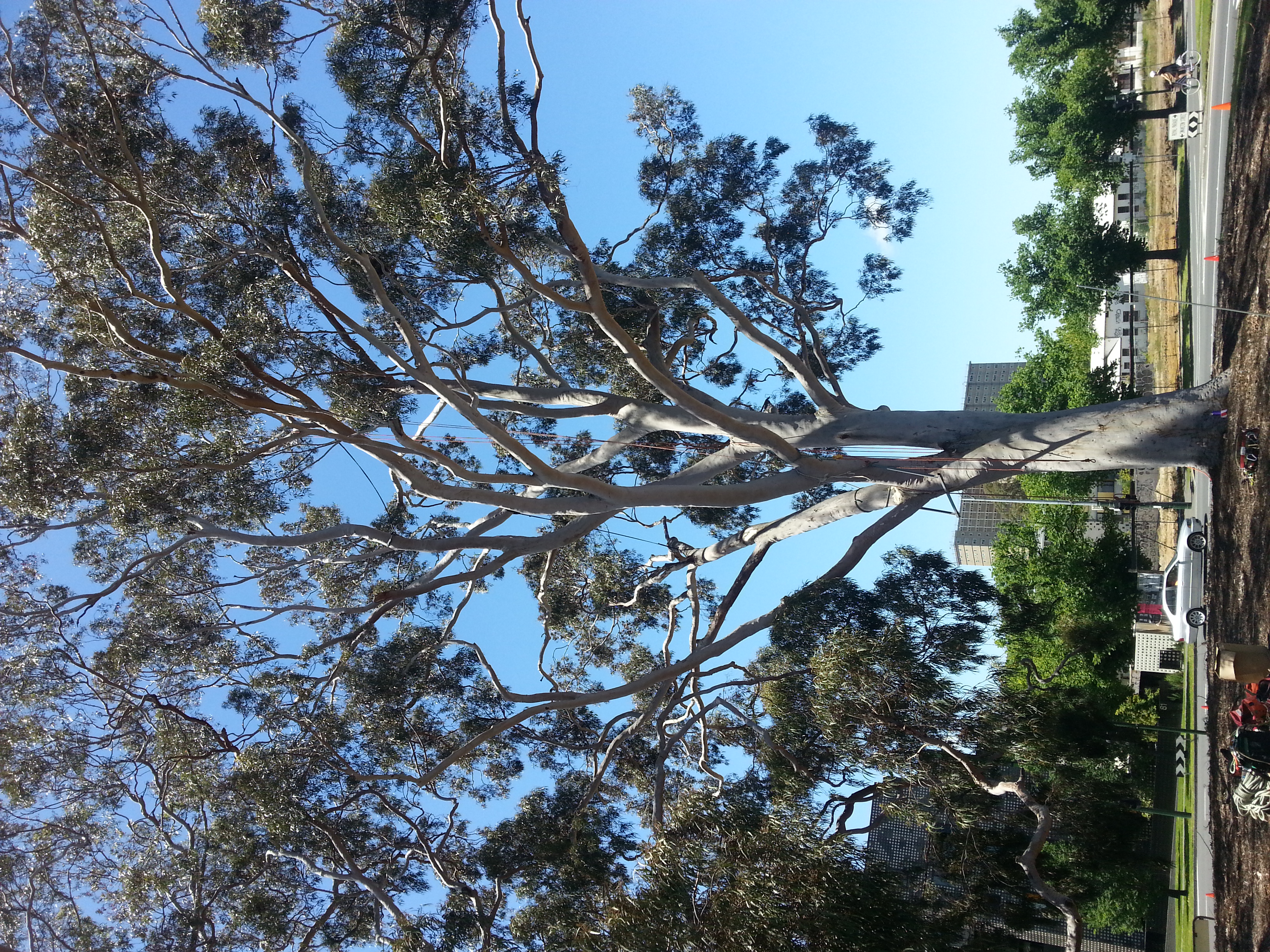 Images Global Arborist Australia